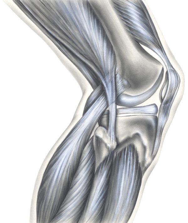 drawing of knee anatomy