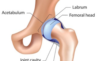 hip labrum anatomy