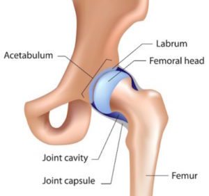 hip labrum anatomy